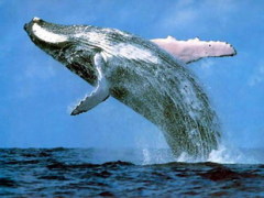 Китобойное судно «Эссекс» было несколько раз протаранено гигантским китом